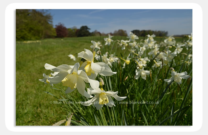 Ascott gardens photographed by Blue Violet